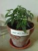 weed plants 3 082.jpg