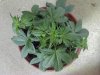 weed plants 3 089.jpg