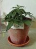 weed plants 3 090.jpg