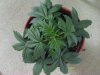 weed plants 3 091.jpg