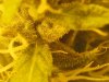 trichs at 51 days F.jpg