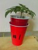 weed plants 3 100.jpg