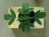 weed plants 3 101.jpg