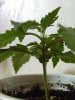 weed plants 3 105.jpg