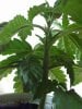 weed plants 3 111.jpg