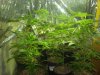 2010 grow #1 011.jpg