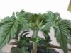 weed plants 3 117.jpg