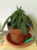 weed plants 3 122.jpg