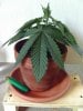 weed plants 3 123.jpg