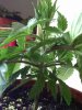 weed plants 3 128.jpg