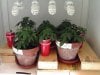 weed plants 3 129.jpg