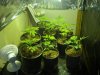 2010 grow #1 001.jpg