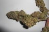 jahtrip-albums-bunny-blue-bluemoonshine-x-northern-lights-picture103972-big-bud-super-close-up.jpg