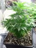 white widow 5wks old 2day 13 inch high.jpg