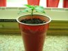 sativa babies fourteen fifteen and sixteen days old 003.JPG