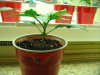 sativa babies fourteen fifteen and sixteen days old 005.JPG