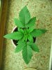 sativa babies fourteen fifteen and sixteen days old 006.JPG