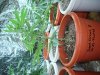 My grow 003.jpg