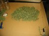 harvest time fifteen ounces from ten girls 001.JPG