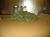 harvest time fifteen ounces from ten girls 003.JPG