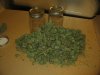 harvest time fifteen ounces from ten girls 004.JPG