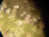 trichomes 007.jpg