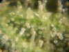 trichomes 009.jpg