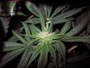 LR seeds & bagseed 2 012.jpg