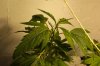 Clone from flowering plant 1.jpg