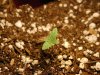 day 5 - plant 1.jpg