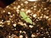 day 6 - plant 1.jpg