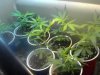 SC NL clones jan 24.jpg