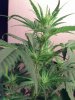 weed pics 6 022.jpg