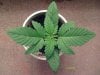 weed pics 6 054.jpg