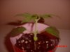 braker642-albums-pc-case-picture105043-plant1.jpg