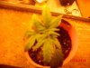 braker642-albums-pc-case-picture105042-plant1.jpg