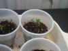 seedling1.jpg