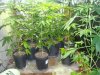 2010 grow #1 014.jpg