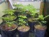 2010 grow #1 002.jpg