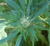 100_7329-Durban Poison.jpg