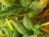 day 59 trichs.jpg