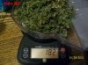 test weight 003 600x449.jpg