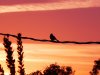 Bird on a wire.jpg