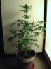 weed pics 8 002.jpg