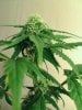 weed pics 8 006.jpg