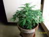 weed pics 8 052.jpg