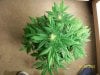 weed pics 8 053.jpg