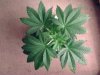 weed pics 8 032.jpg