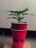 weed pics 8 046.jpg