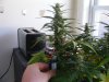 6 weeks flwr sativa bud.jpg